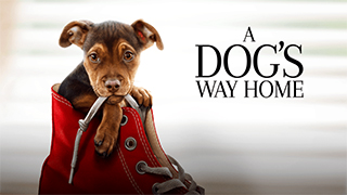 A Dogs Way Home